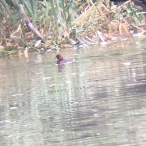 Little Grebe