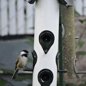 Black-capped Chickadee