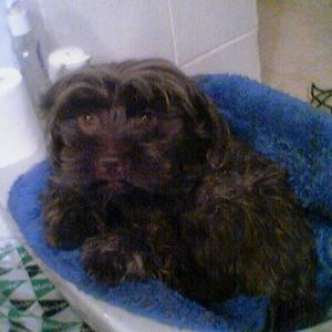 Unknown Breed