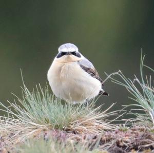 Northern Wheatear