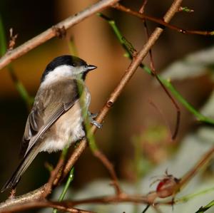 Marsh Tit