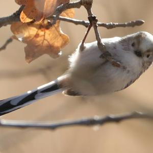 Long-tailed Tit