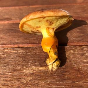 Larch Suillus