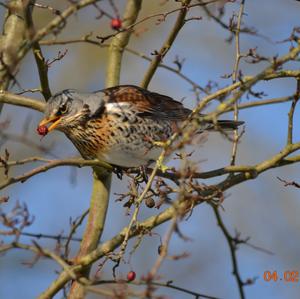 Fieldfare