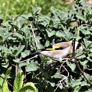 European Goldfinch