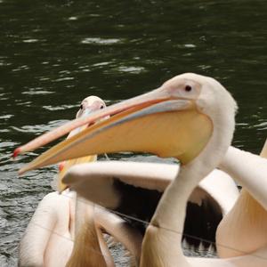 Great White Pelican