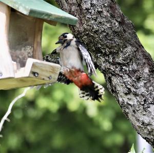 Great Spotted Woodpecker