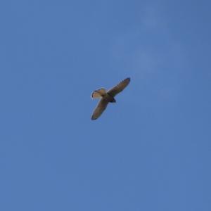 Common Kestrel