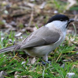 Willow Tit