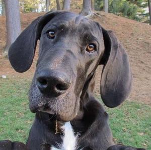 Great Dane