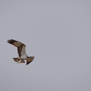 Osprey