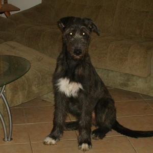 Irish Wolfhound