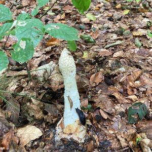 Stinkhorn, Common