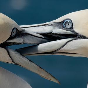 Northern Gannet