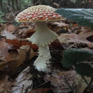 Fly Agaric