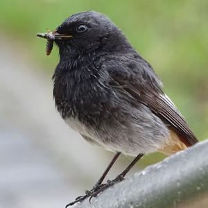 Black Redstart