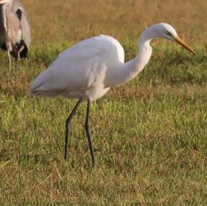 Great Egret