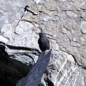 Blue Rock-thrush