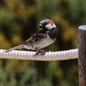 Spanish Sparrow