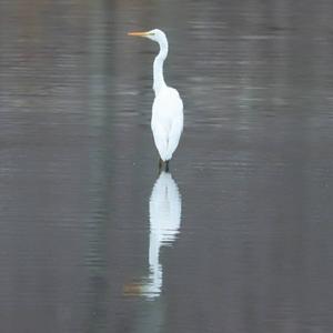 Great Egret