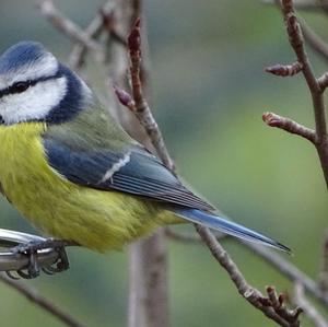 Blue Tit