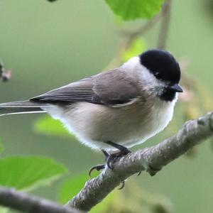 Marsh Tit