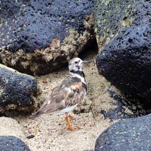 Ruddy Turnstone