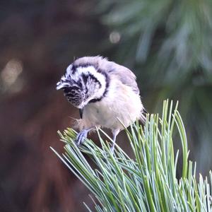 Crested Tit