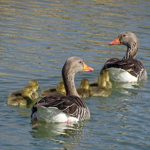 Greylag Goose