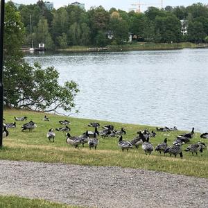 Barnacle Goose