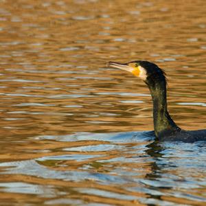 Great Cormorant