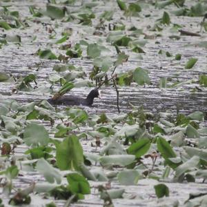 Common Coot