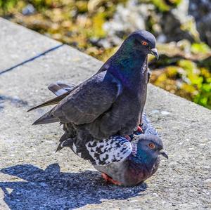 Rock Pigeon