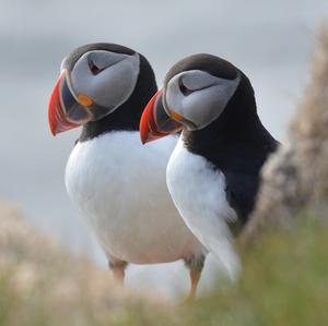 Atlantic Puffin