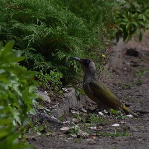 Eurasian Green Woodpecker