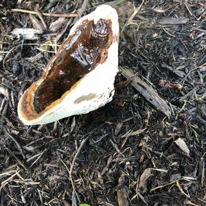 Resinous Polypore