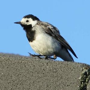 White Wagtail