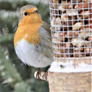 European Robin