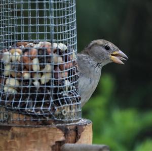 House Sparrow