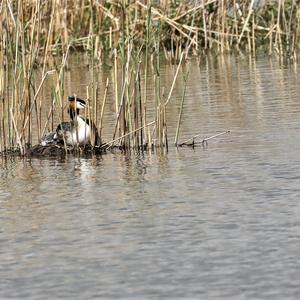 Great Crested Grebe