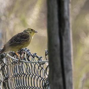 Yellowhammer