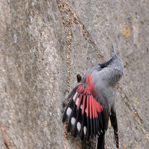 Wallcreeper