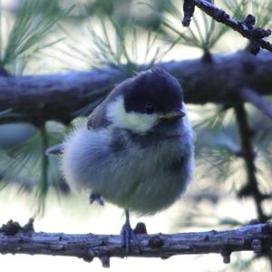 Coal Tit