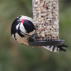 Great Spotted Woodpecker