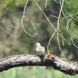 European Turtle-dove