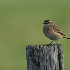 Braunkehlchen