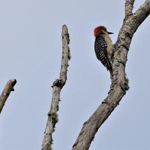 Red-bellied Woodpecker