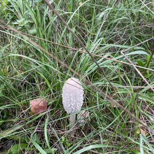 Shaggy Mane