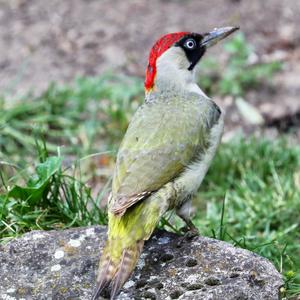 Eurasian Green Woodpecker