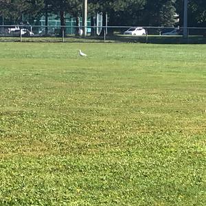 Glaucous-winged Gull